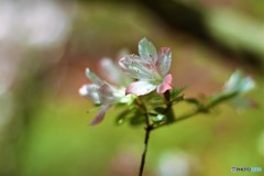 つつじ