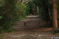 猫がゆく