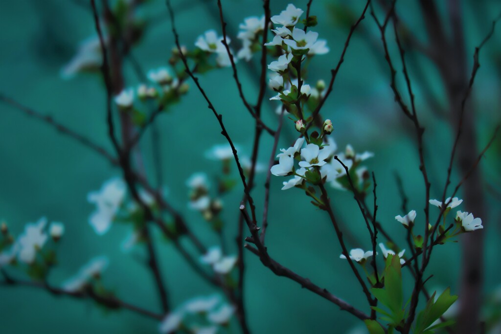 DSCF2709