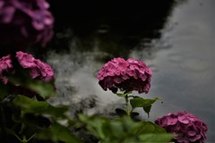 DSC_7806