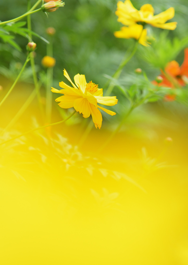 キバナコスモス