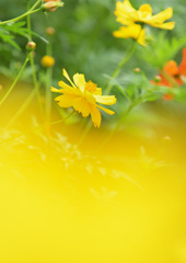 キバナコスモス