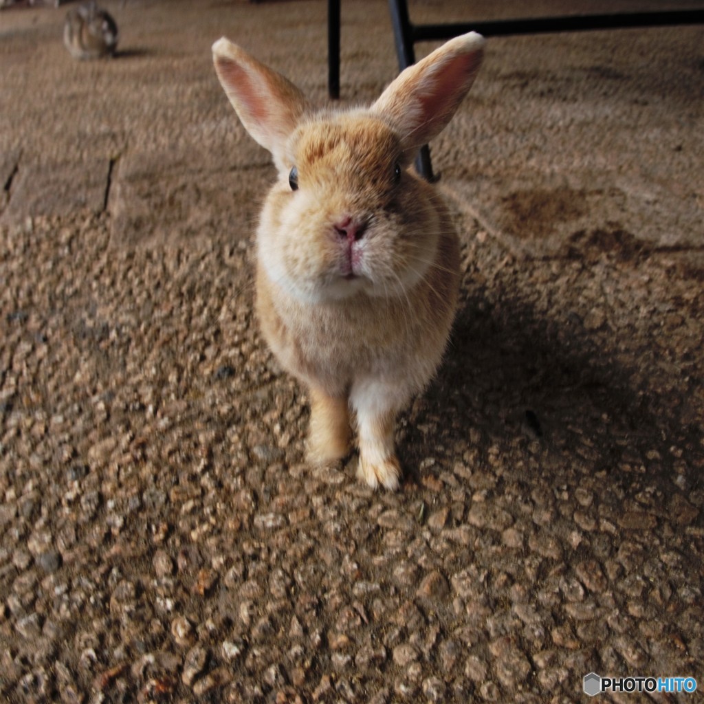 うさぎ