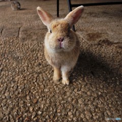 うさぎ