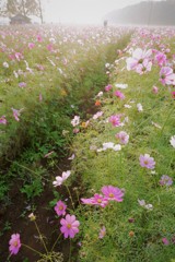 秋桜