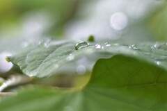 水滴の中の世界