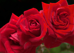  薔薇
