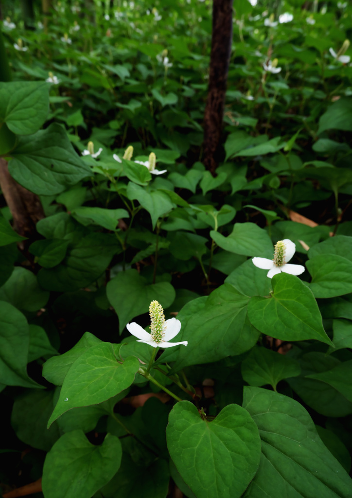 どくだみ草の森