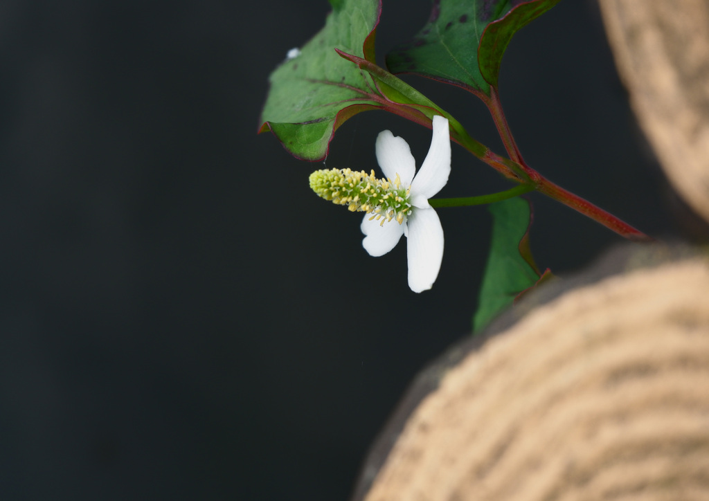 どくだみ草