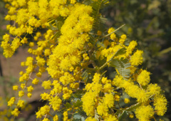 DSCF9766