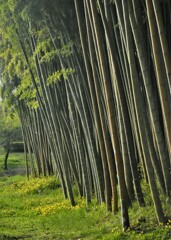 竹林の春
