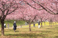 さくら咲く