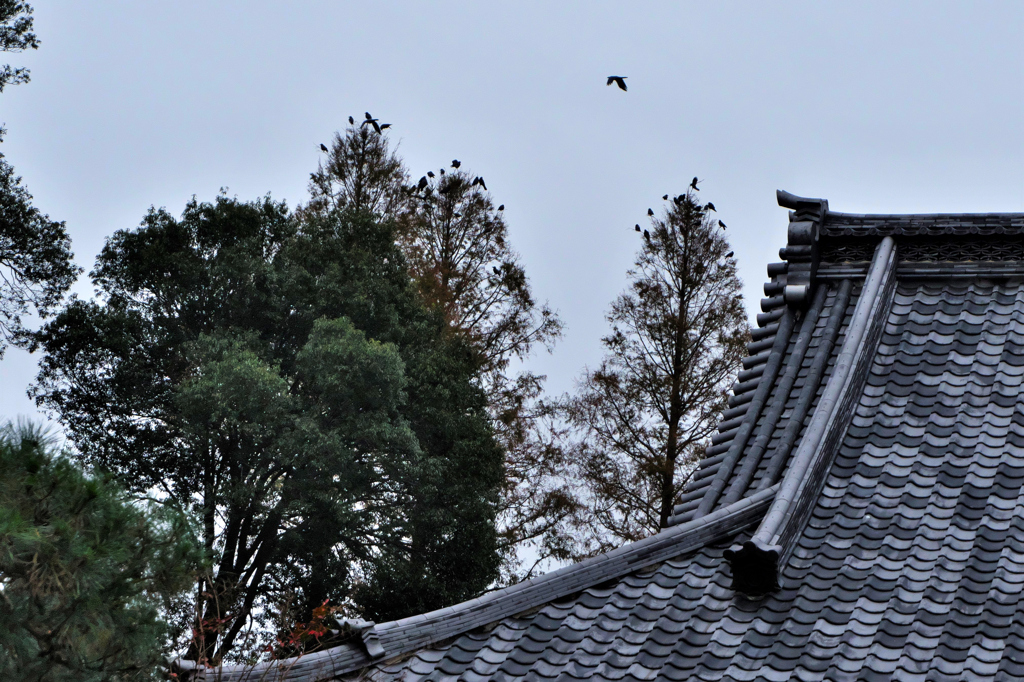 カラスが鳴くからか～えろ