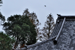 カラスが鳴くからか～えろ