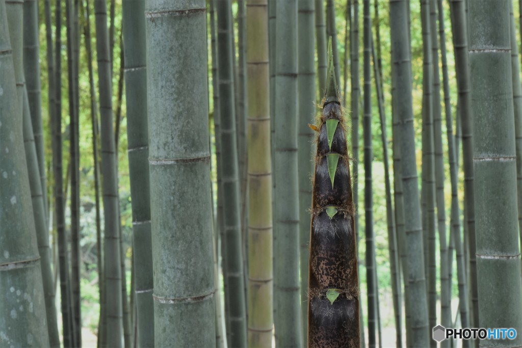 DSC_7294「竹林」