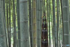 DSC_7294「竹林」