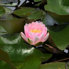 すいれん