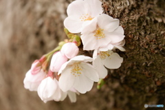 DSCF2947