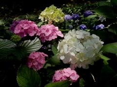 あじさい・・・色とりどり