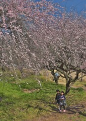 小さなカメラマン