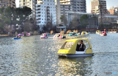 上野公園不忍池