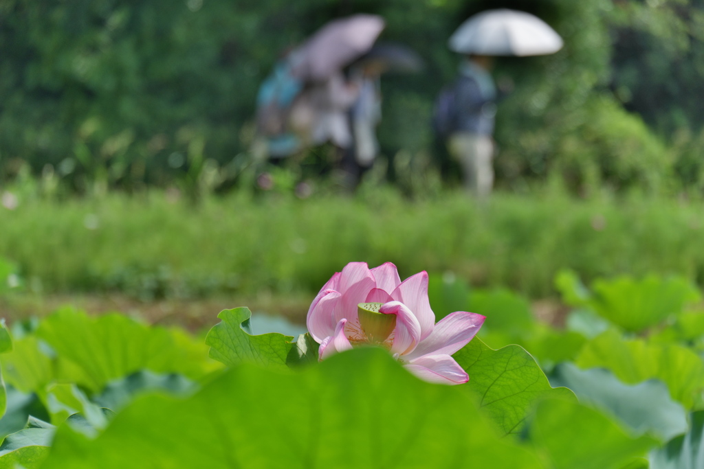 日傘欲しいな～