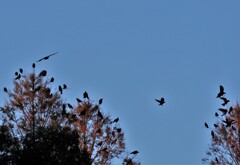 カラスのざわめき