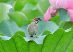 DSCF4491