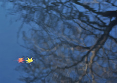 落ちてもまだまだ