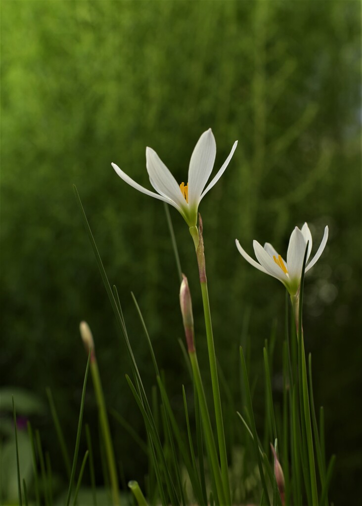 ゼフィランサス