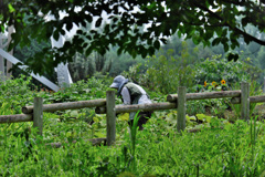 ば～ちゃんの畑