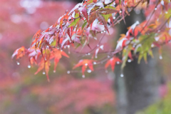 紅葉