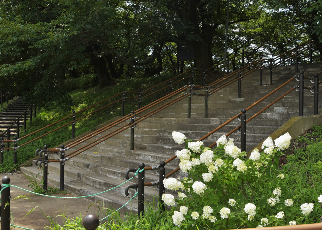  カシワバアジサイ 