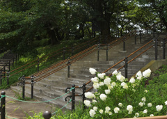  カシワバアジサイ 