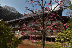 梅1