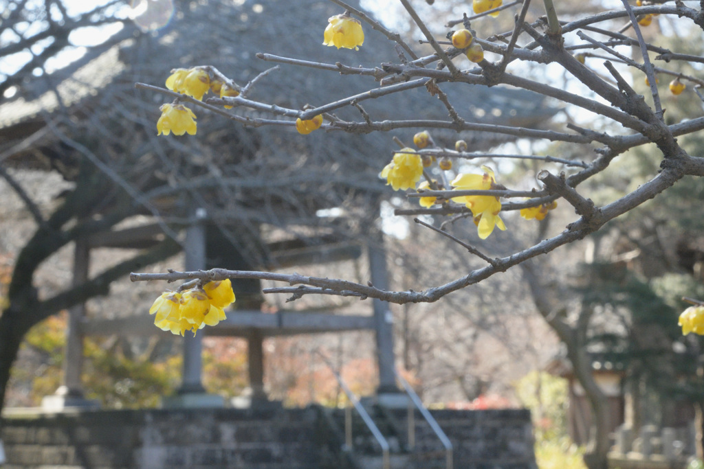 ロウバイと鐘楼