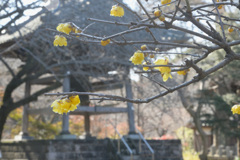 ロウバイと鐘楼