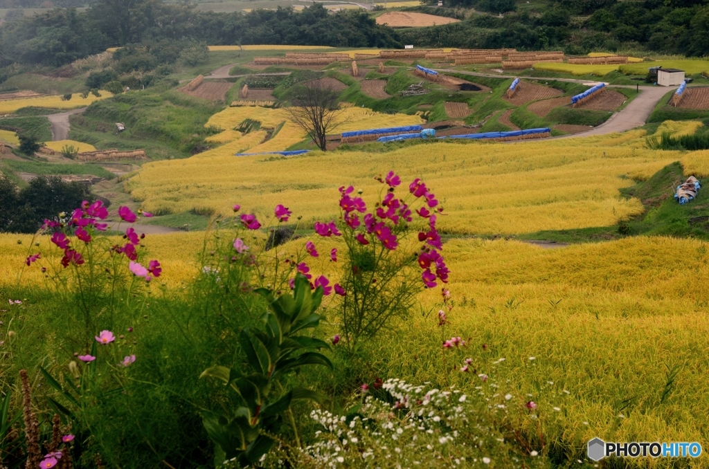 実りの秋・・・棚田3