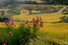 実りの秋・・・棚田3