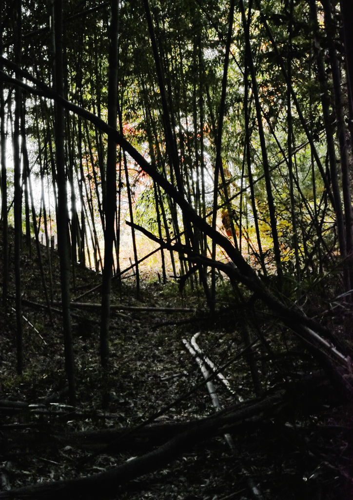 荒れた竹林