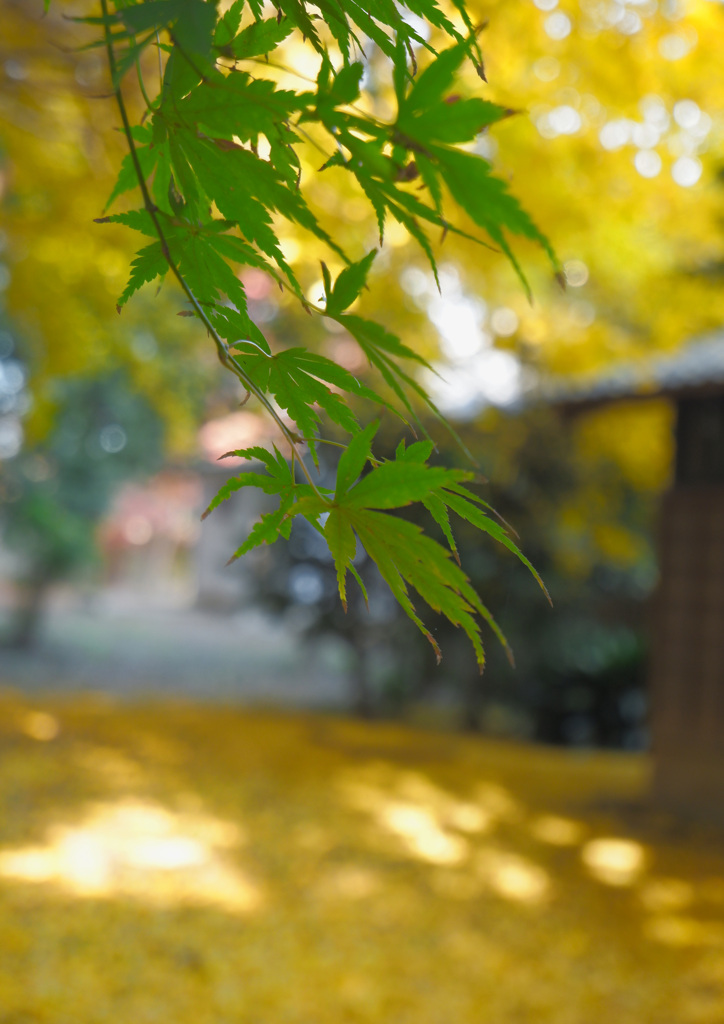 DSCF9181