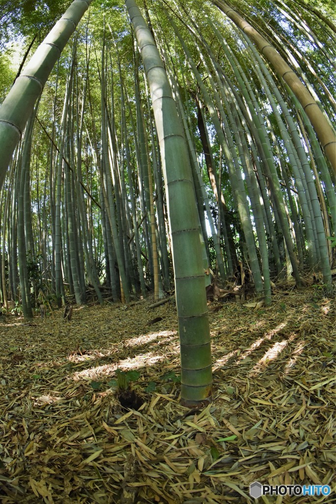 竹林2