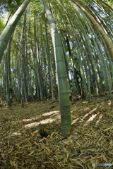 竹林2