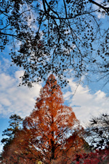DSCF8980