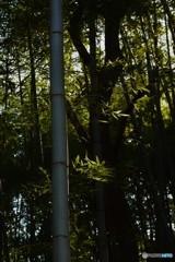 竹林