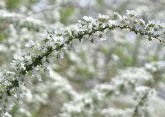 雪柳