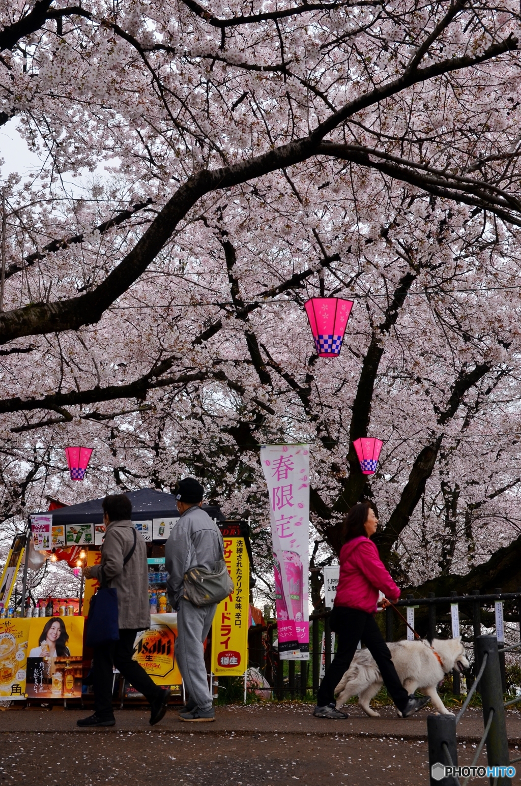 桜祭り