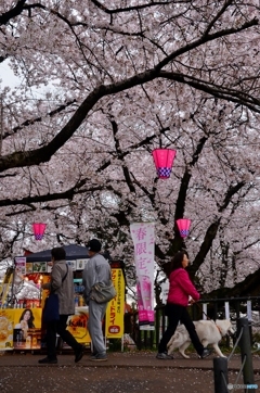 桜祭り