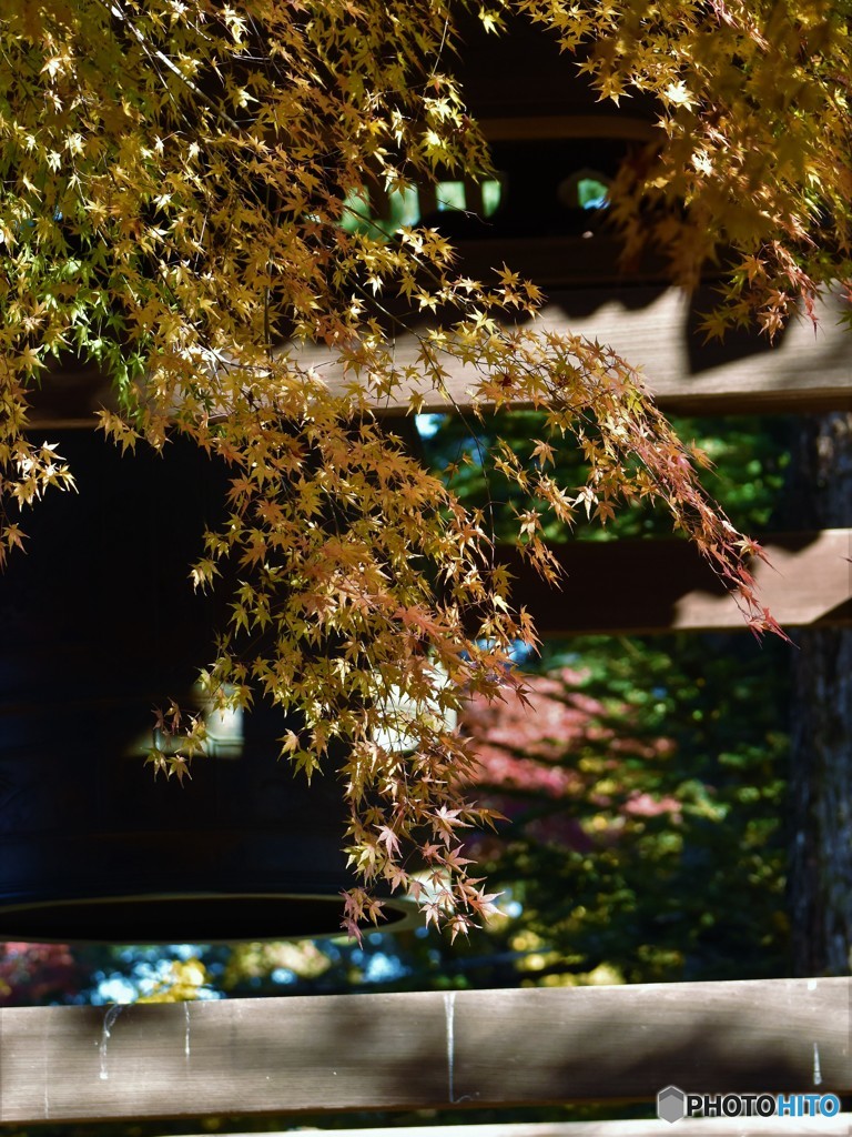 DSC_3232