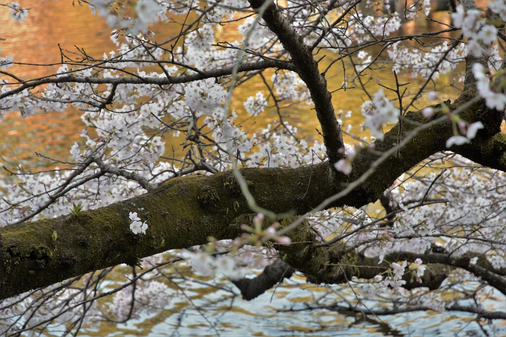 DSC_4753
